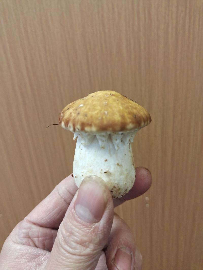 姬松茸（新鲜）不空心，大小均匀，短粗壮，全年有货