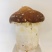 姬松茸（新鲜）不空心，大小均匀，短粗壮，全年有货