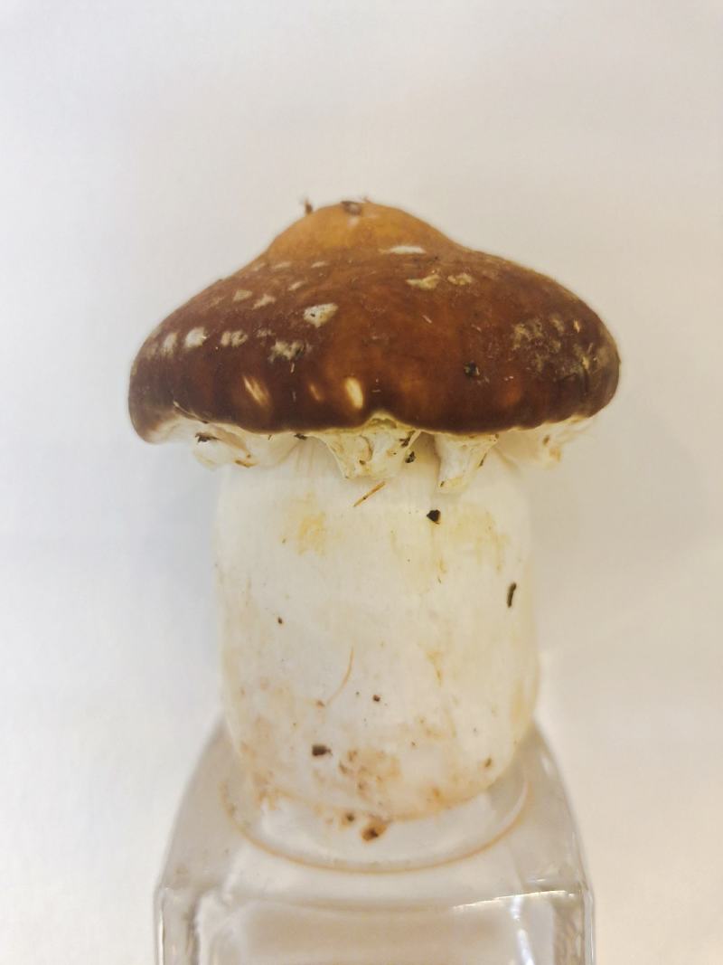 姬松茸（新鲜）不空心，大小均匀，短粗壮，全年有货