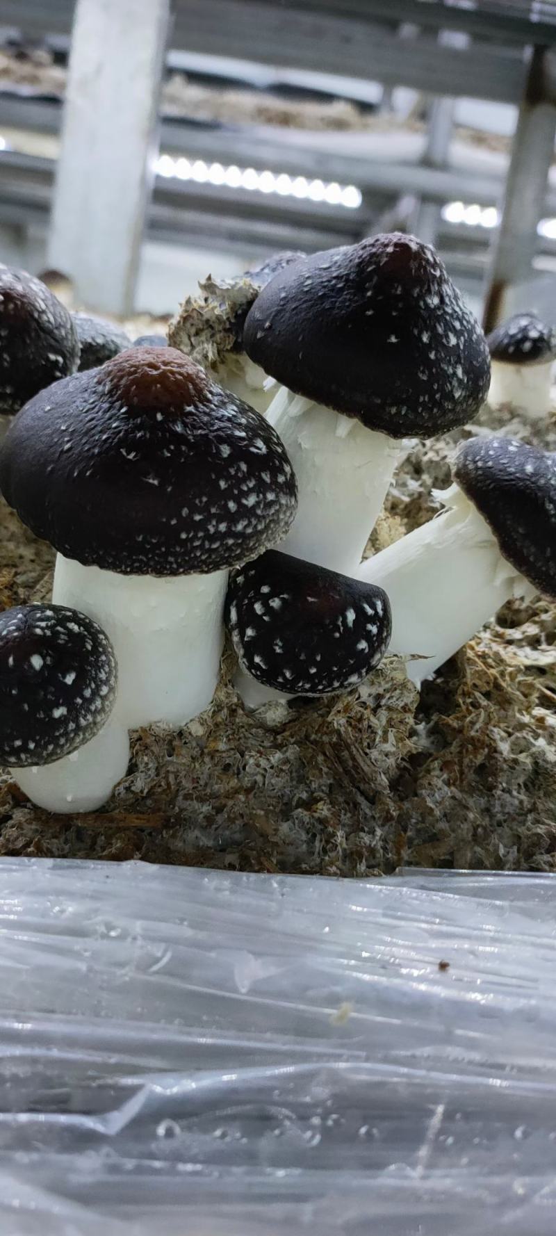 姬松茸（新鲜）不空心，大小均匀，短粗壮，全年有货