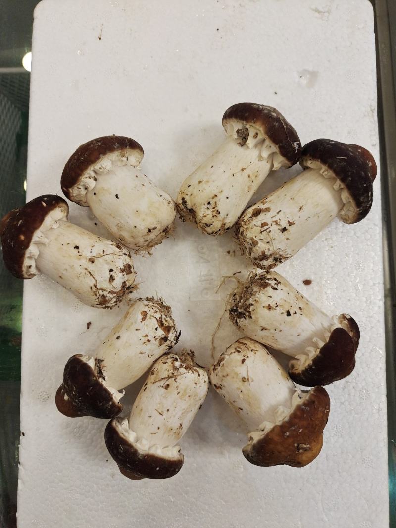 姬松茸（新鲜）不空心，大小均匀，短粗壮，全年有货