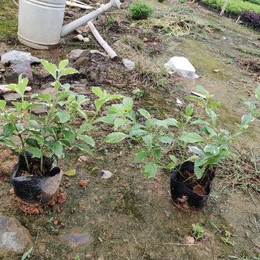 花叶假莲翘，精品地被有5斤袋和7斤袋，价格优惠，质量保证