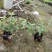 花叶假莲翘，精品地被有5斤袋和7斤袋，价格优惠，质量保证