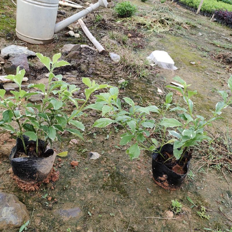 花叶假莲翘，精品地被有5斤袋和7斤袋，价格优惠，质量保证