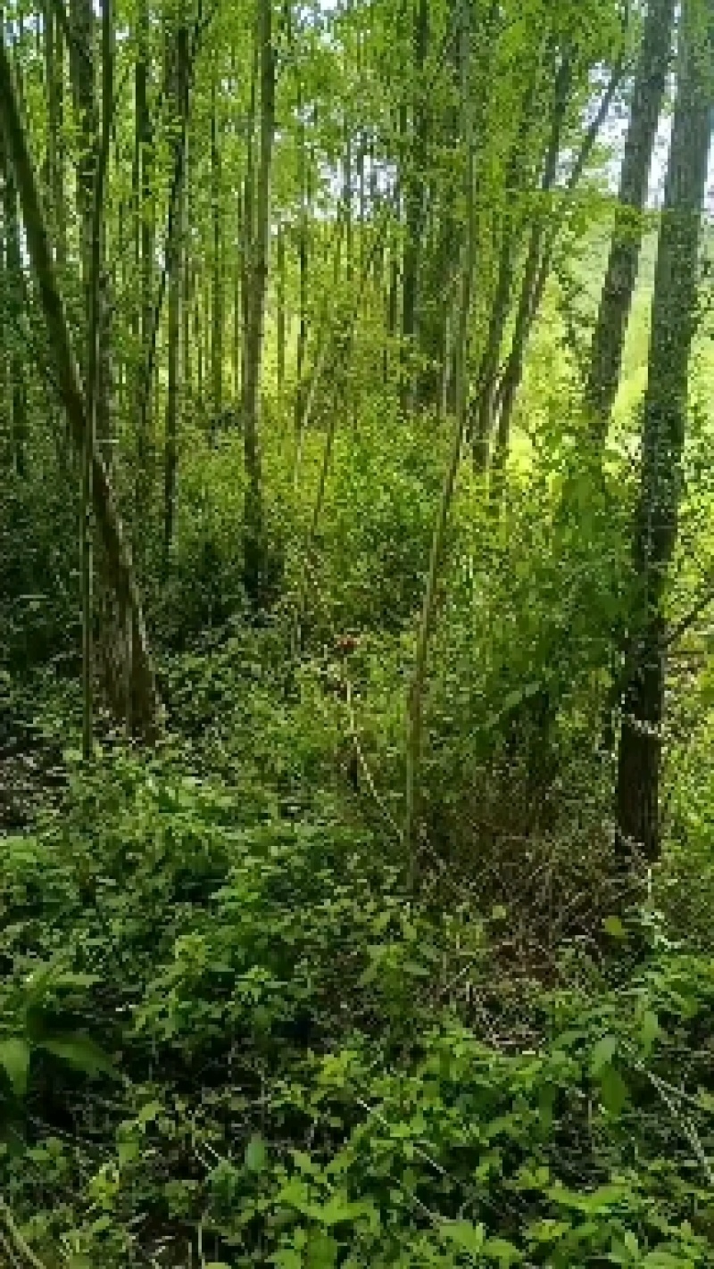 一手货源，量大从优。