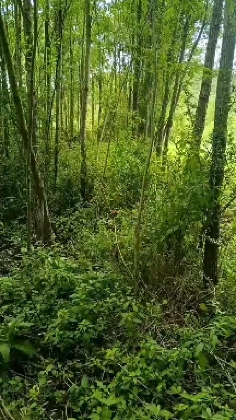 一手货源，量大从优。
