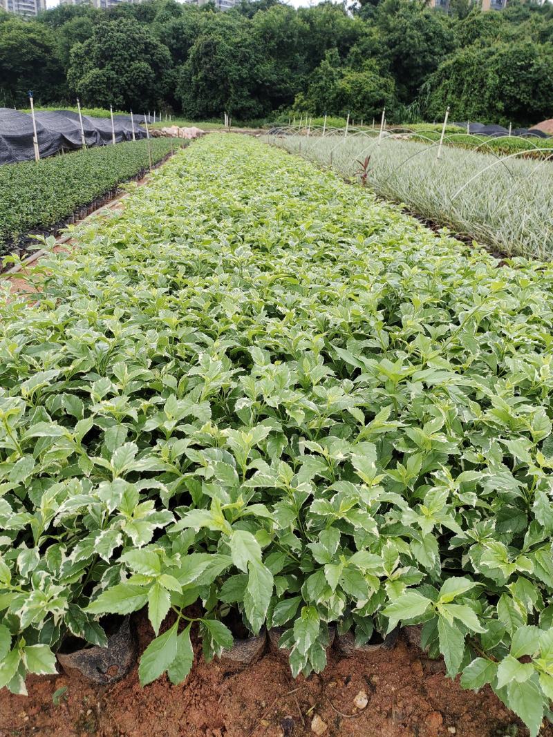 花叶假莲翘，精品地被有5斤袋和7斤袋，价格优惠，质量保证