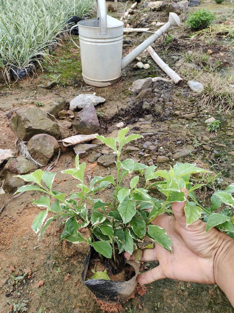 花叶假莲翘，精品地被有5斤袋和7斤袋，价格优惠，质量保证