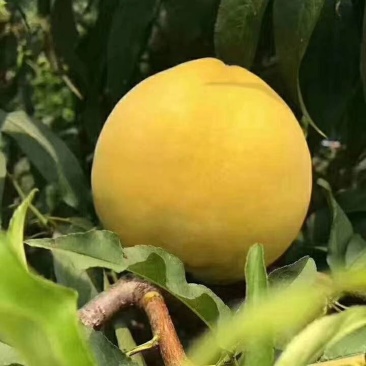 奉贤早黄桃