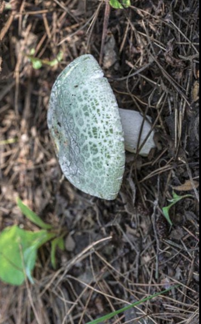 正宗野生青头菇，品质好香味浓郁煲汤佳品云南大山深处