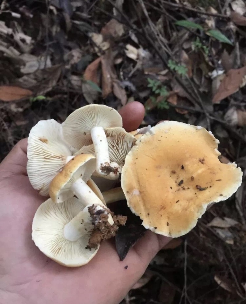 黄经菌一种可以食用且美味的野生菌，生长环境有很强地域性