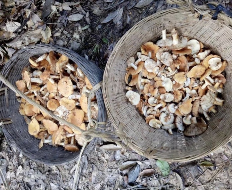 黄经菌一种可以食用且美味的野生菌，生长环境有很强地域性