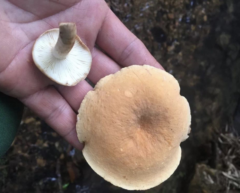 黄经菌一种可以食用且美味的野生菌，生长环境有很强地域性