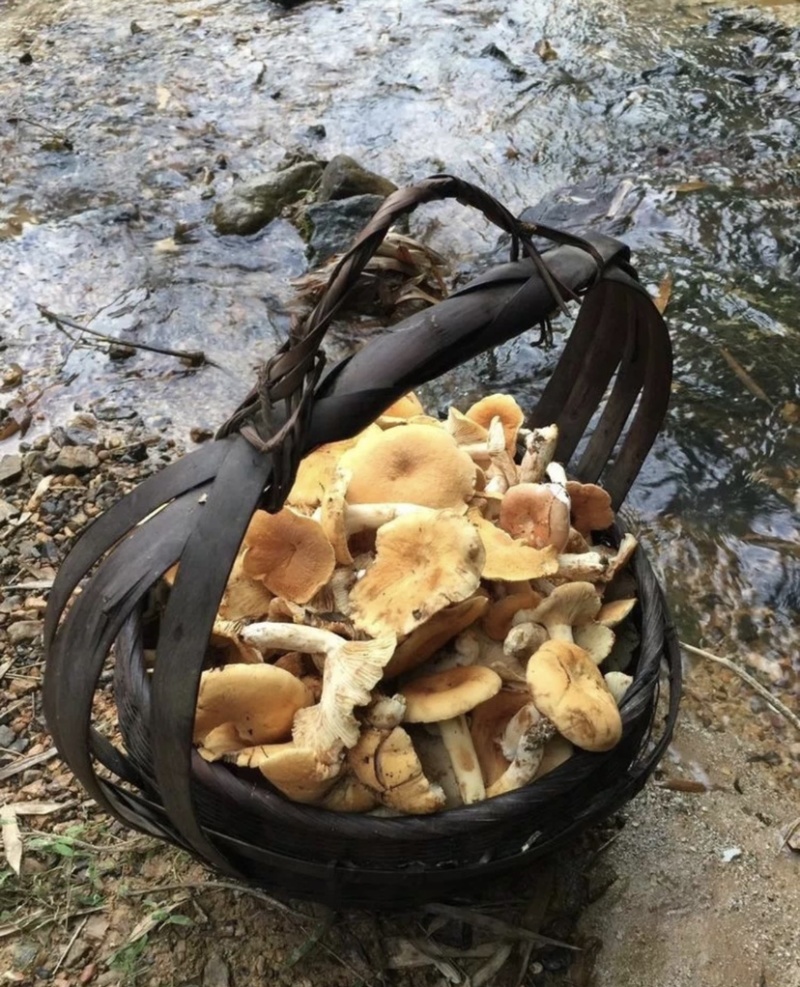 黄经菌一种可以食用且美味的野生菌，生长环境有很强地域性