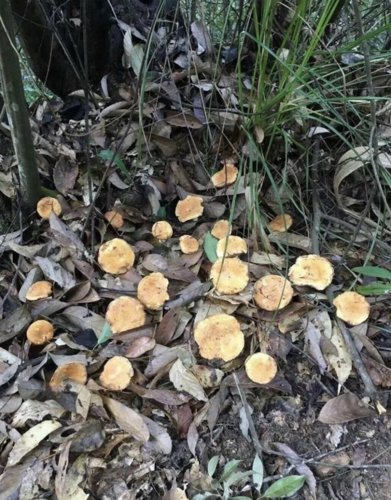 黄经菌一种可以食用且美味的野生菌，生长环境有很强地域性