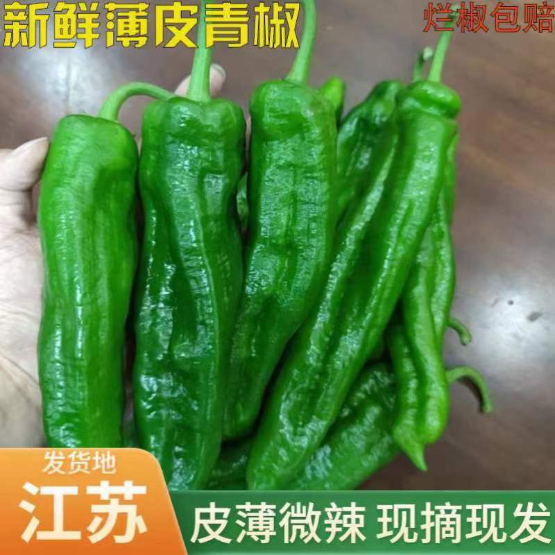 精品薄皮青椒，品质好，质量有保障，需要的请联系