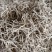 麦冬