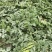 华州区露天甜王西瓜大量上市质量好个头度美支持视频看货