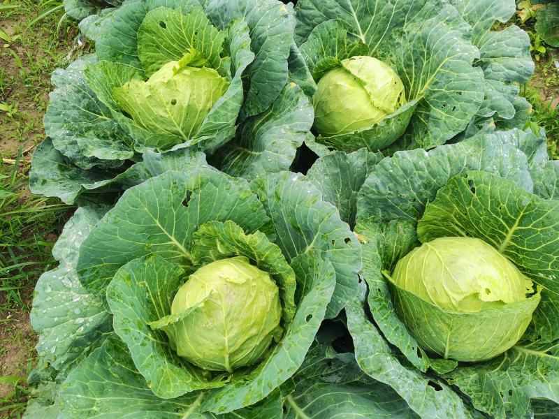 圆包菜批发