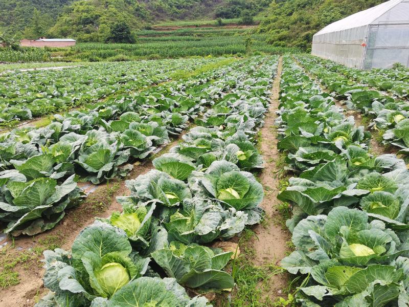 圆包菜批发