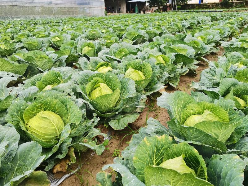 圆包菜批发