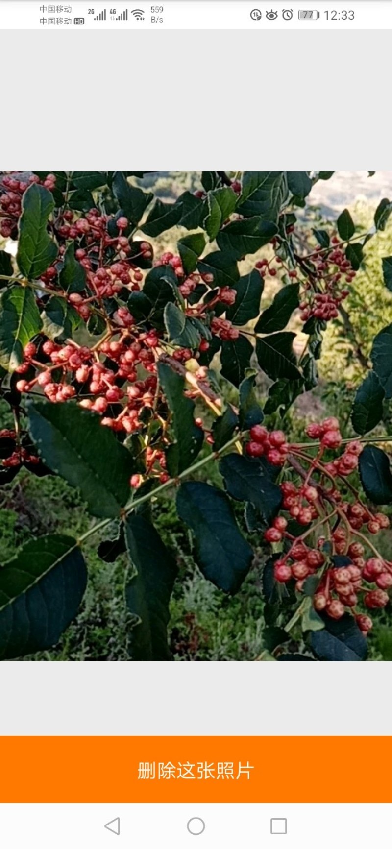 六月伏花椒有要量大的老板电联