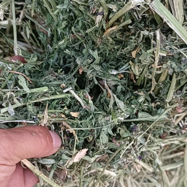 紫花苜蓿草