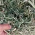 紫花苜蓿草