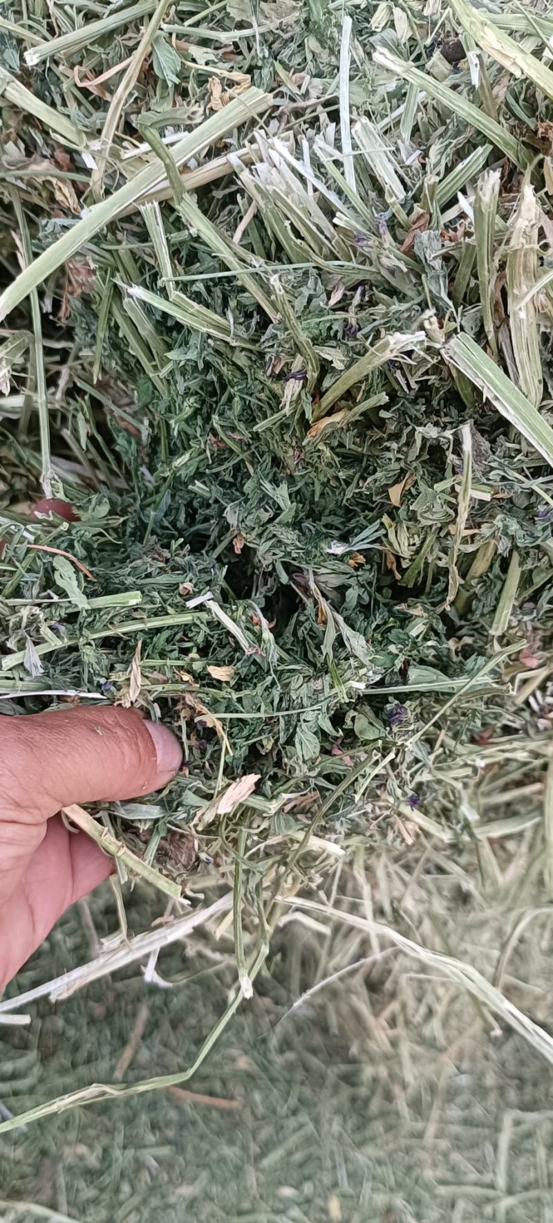 紫花苜蓿草