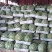 8424装车中，口感好，甜度高，质量保证
