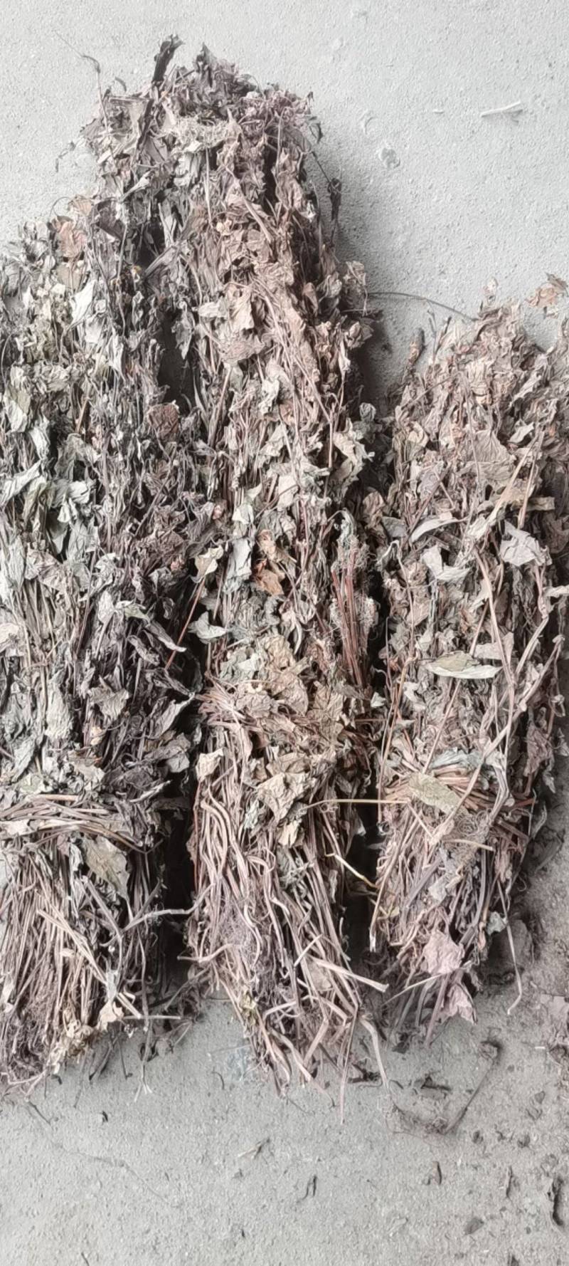 鱼腥草