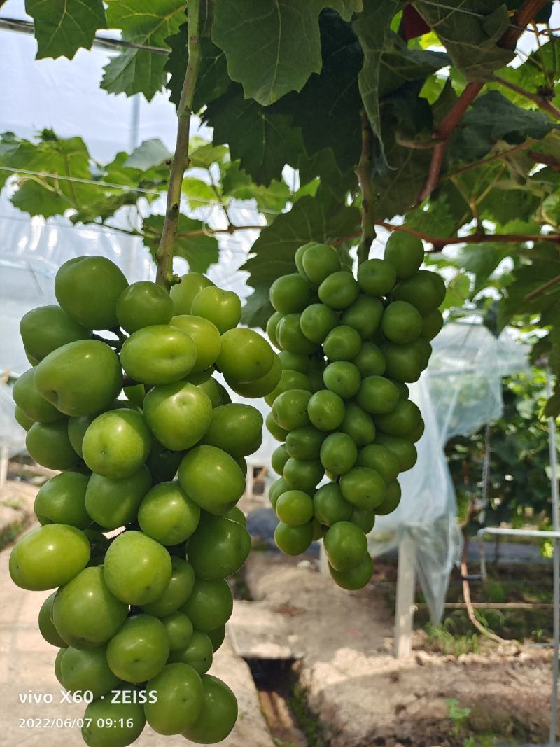 浙江台州三门阳光玫瑰晴王代办代收