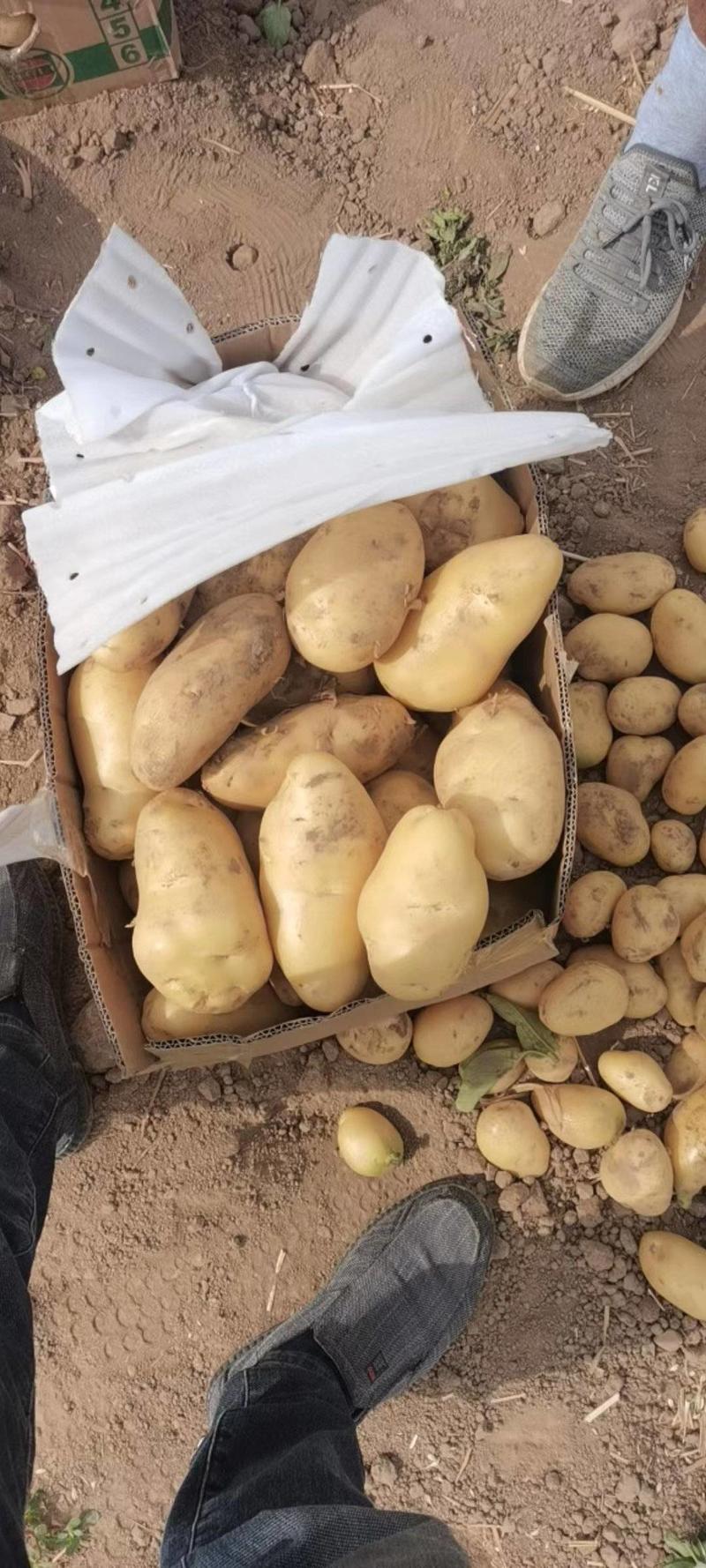 荷兰十五土豆冷库大量出库全国发货诚信经营
