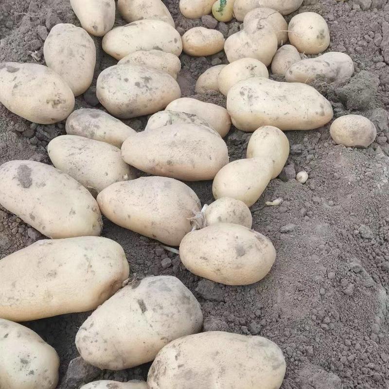荷兰十五土豆冷库大量出库全国发货诚信经营