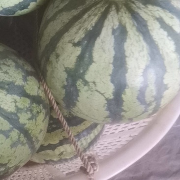 麒麟西瓜皮薄脆甜