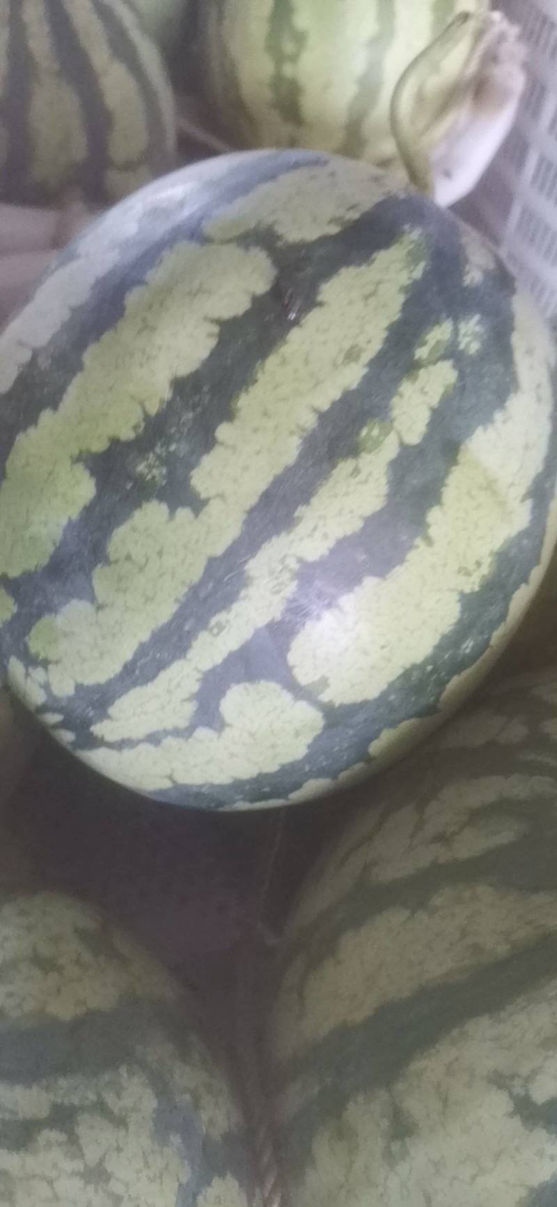 麒麟西瓜皮薄脆甜