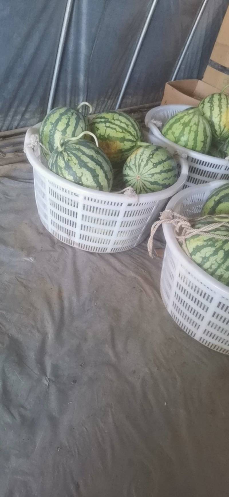 麒麟西瓜皮薄脆甜