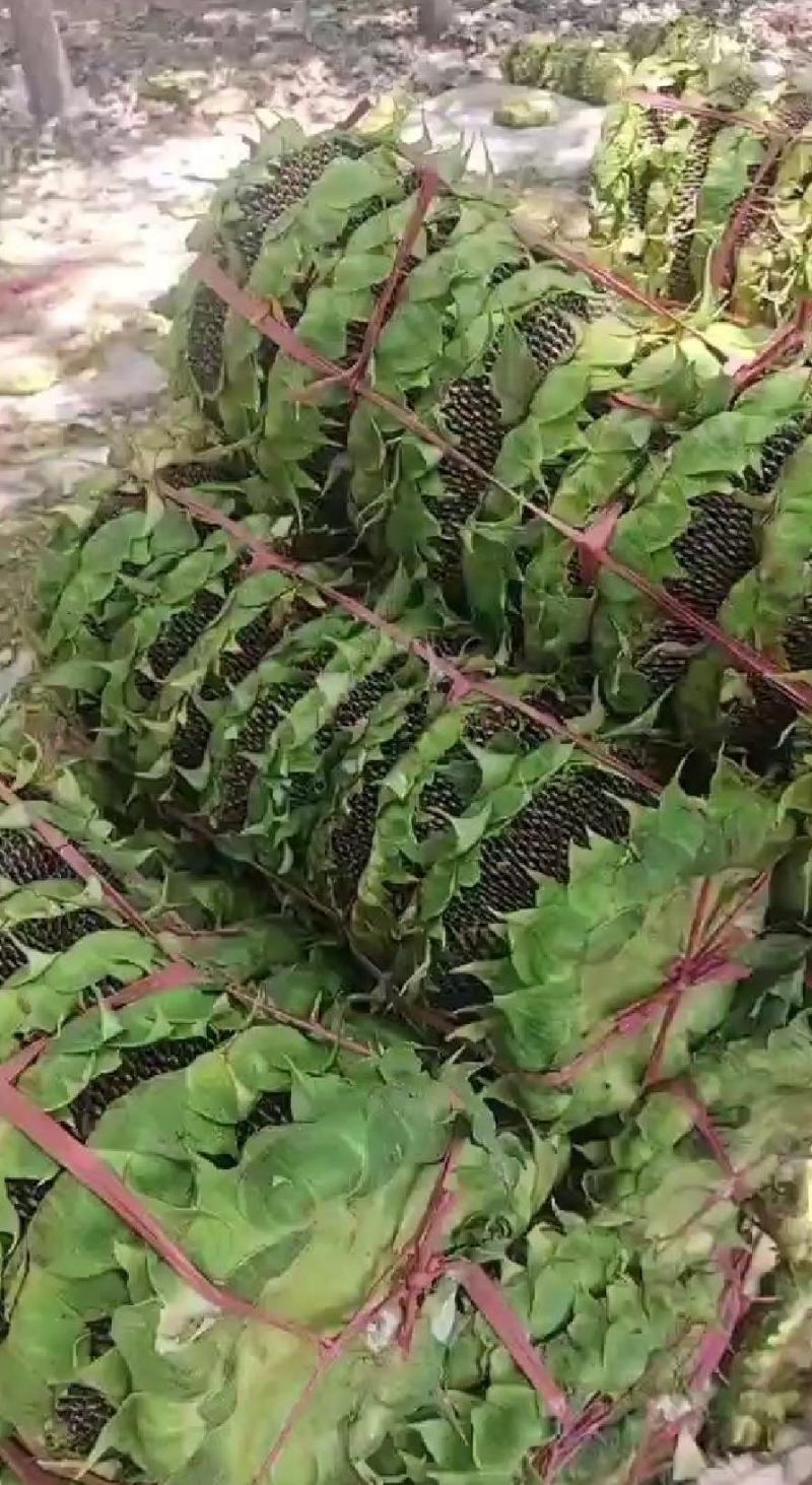 河南祥符区新鲜向日葵，颗粒饱满，现摘现发，产地直发