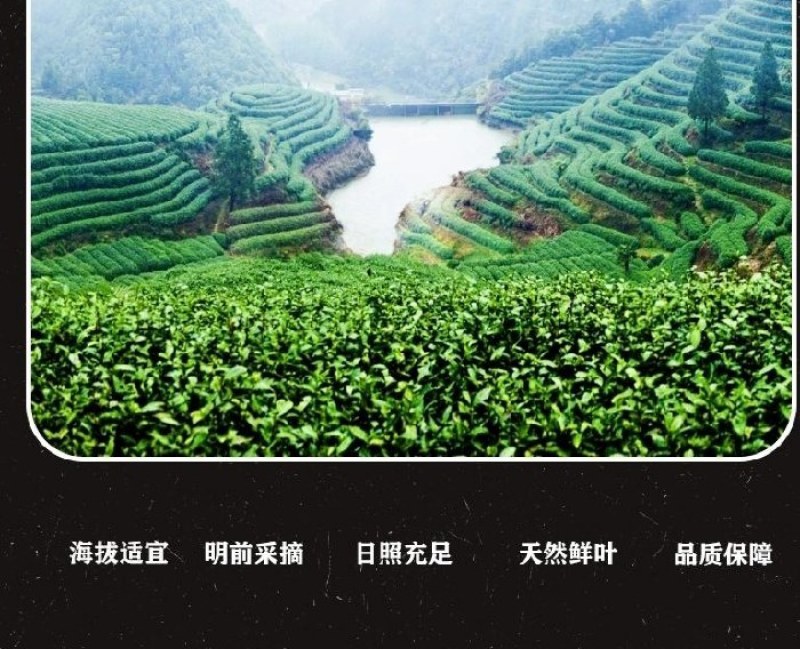 【口粮茶】贵州高原茶/机制贵州绿茶，毛峰/毛尖