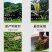 【口粮茶】贵州高原茶/机制贵州绿茶，毛峰/毛尖