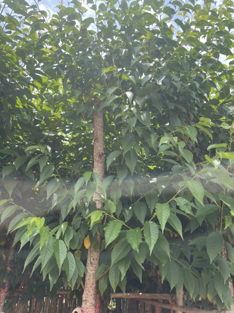 精品冬樱花地径4-5分截杆上袋苗质量好数量多