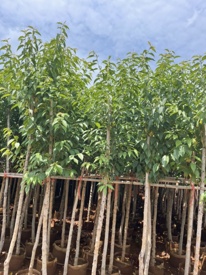 精品冬樱花地径4-5分截杆上袋苗质量好数量多