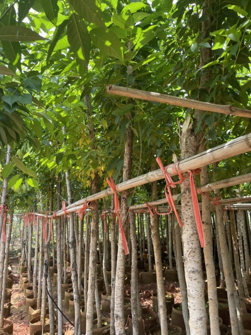 精品冬樱花地径4-5分截杆上袋苗质量好数量多