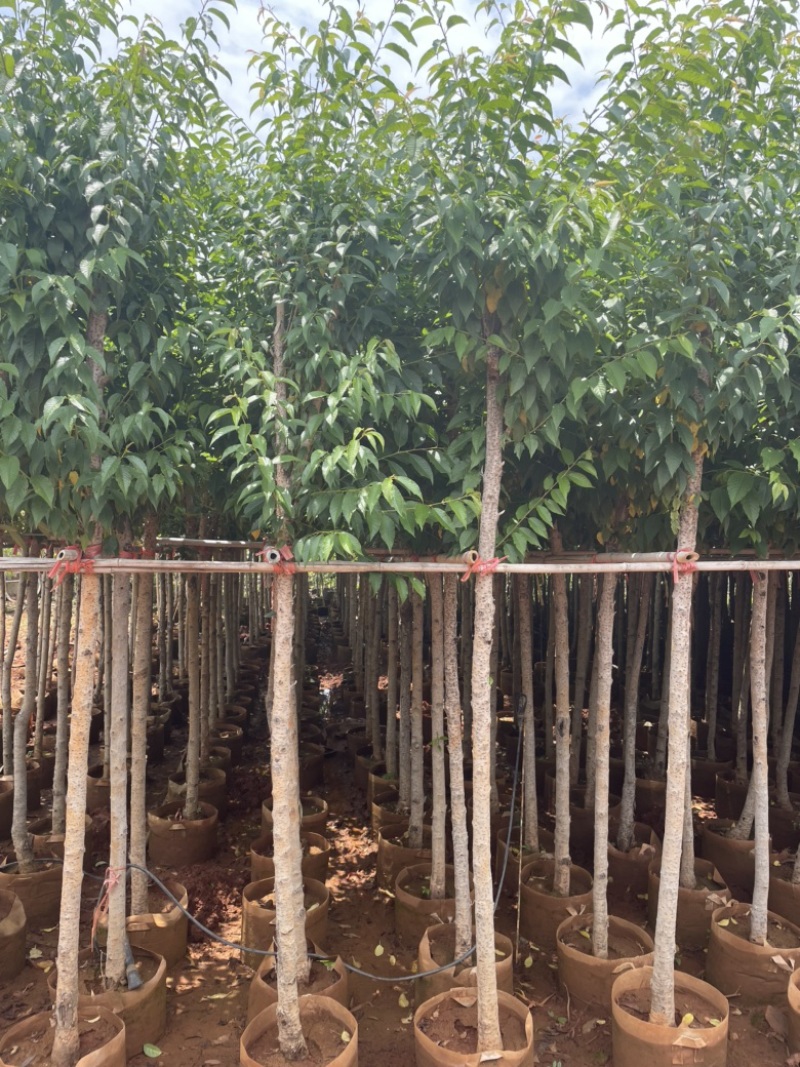 精品冬樱花地径4-5分截杆上袋苗质量好数量多