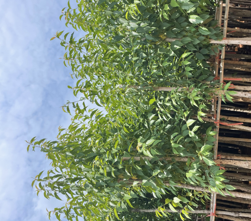 精品冬樱花地径4-5分截杆上袋苗质量好数量多