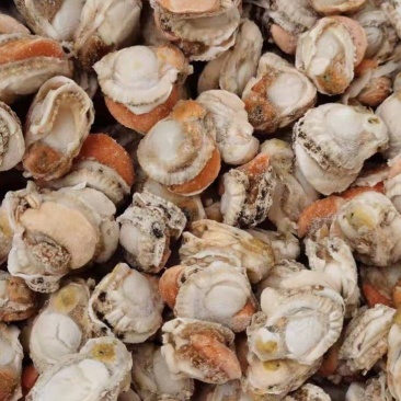 扇贝肉无泥无沙，工厂直发一手货源，量大从优，大量上市捞汁