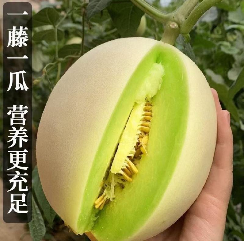 玉菇甜瓜冰清玉菇甜瓜，量大质优产地一手货源欢迎合作