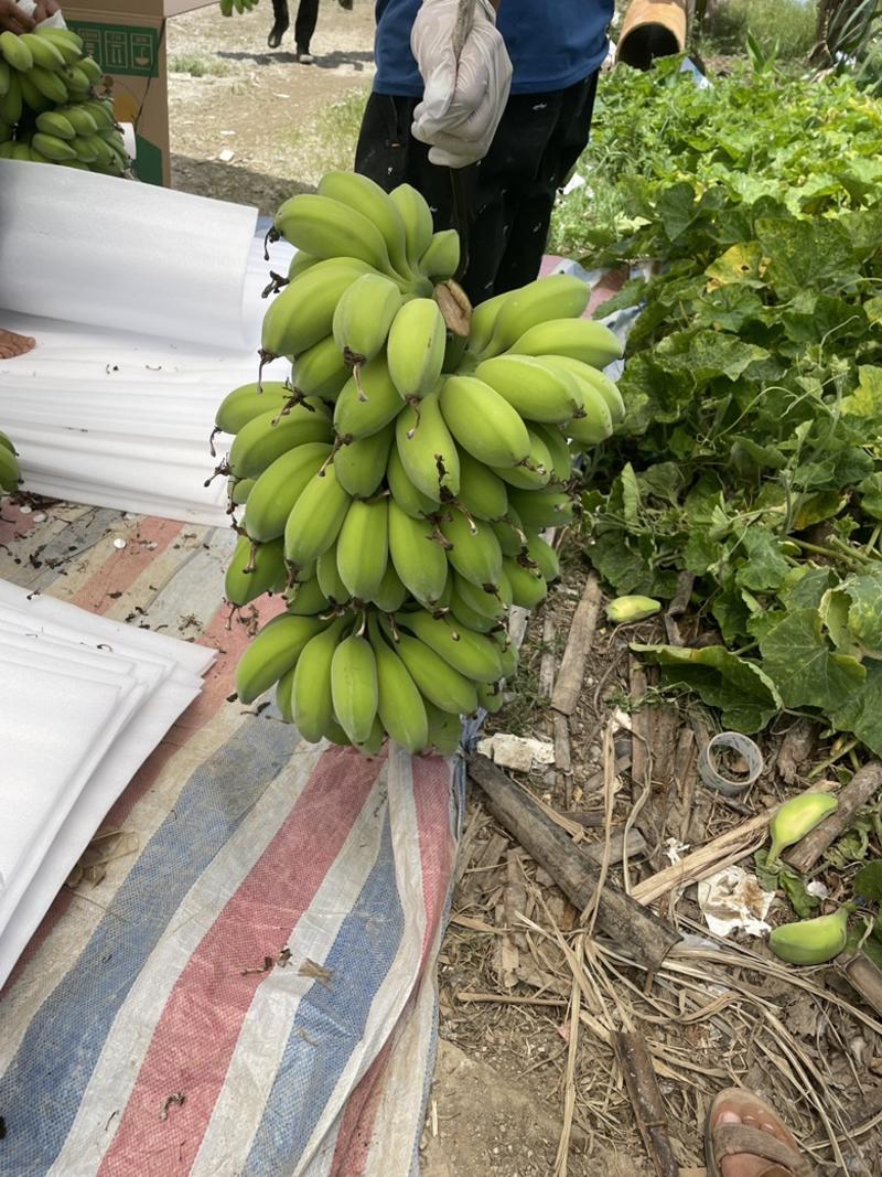 香蕉苹果蕉产地直销大量供货欢迎进店咨询