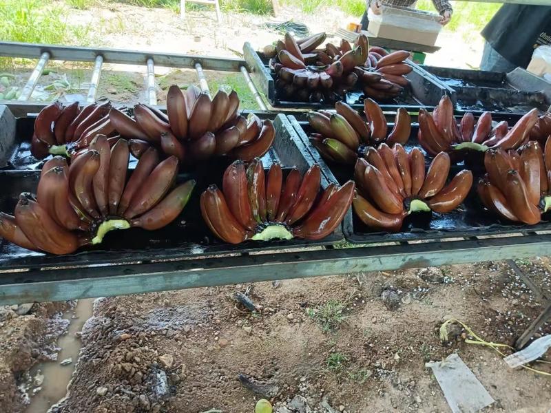 海南咖啡蕉红蕉大量上市量大从优欢迎咨询选购