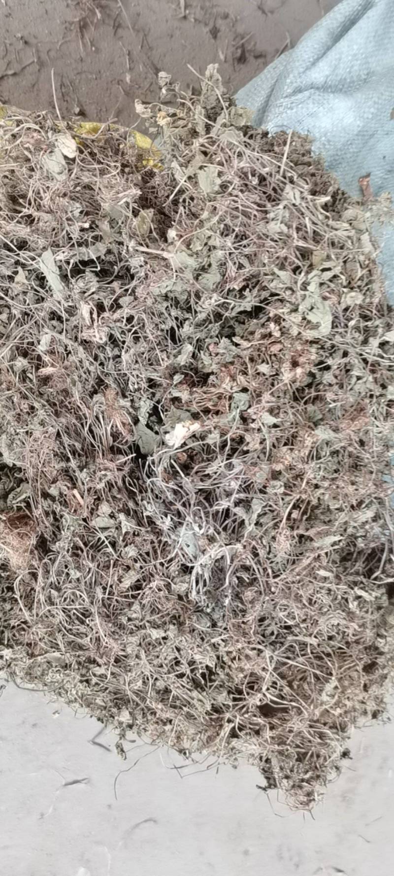 雷公碗（崩大碗），野生品种，产地直供，量大从优！